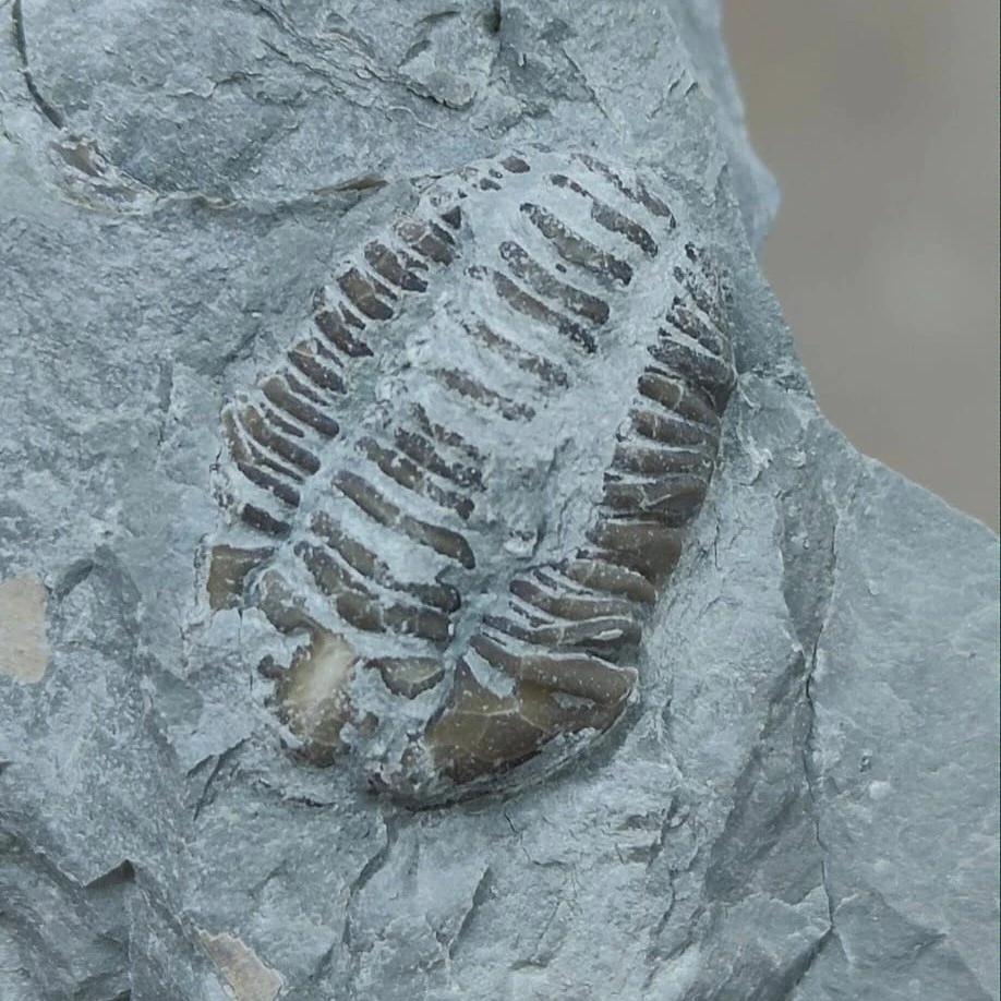 Trilobite Fossil