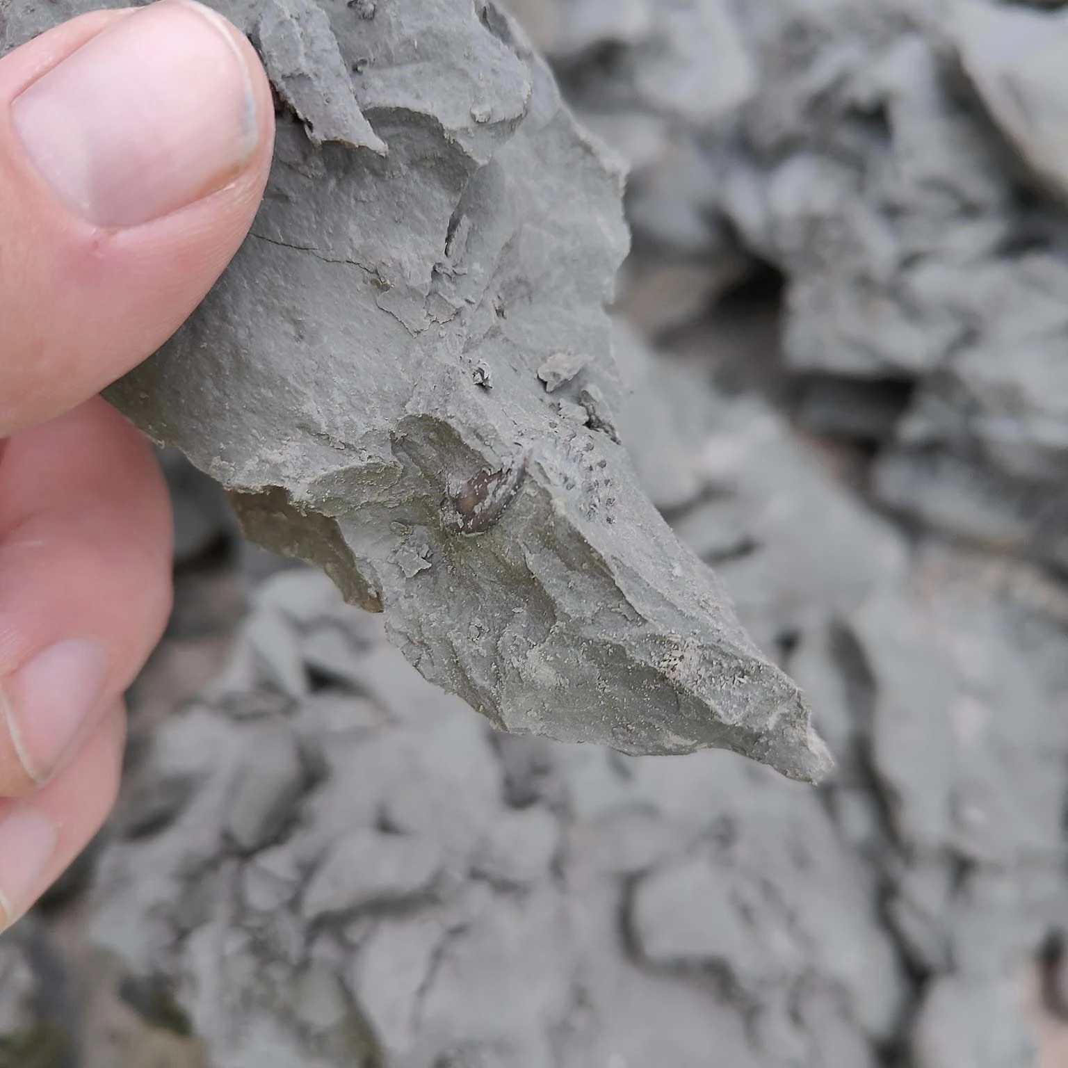 Trilobite Fossil