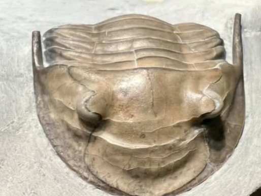 A large fossil specimen of Isotelus Maximus, Ohio's state fossil, -Found By Nikki Zehler