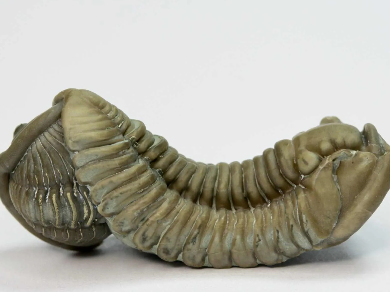  well-preserved fossil of the trilobite Flexicalymene Retrorsa - Found by Ariana Salisbury
