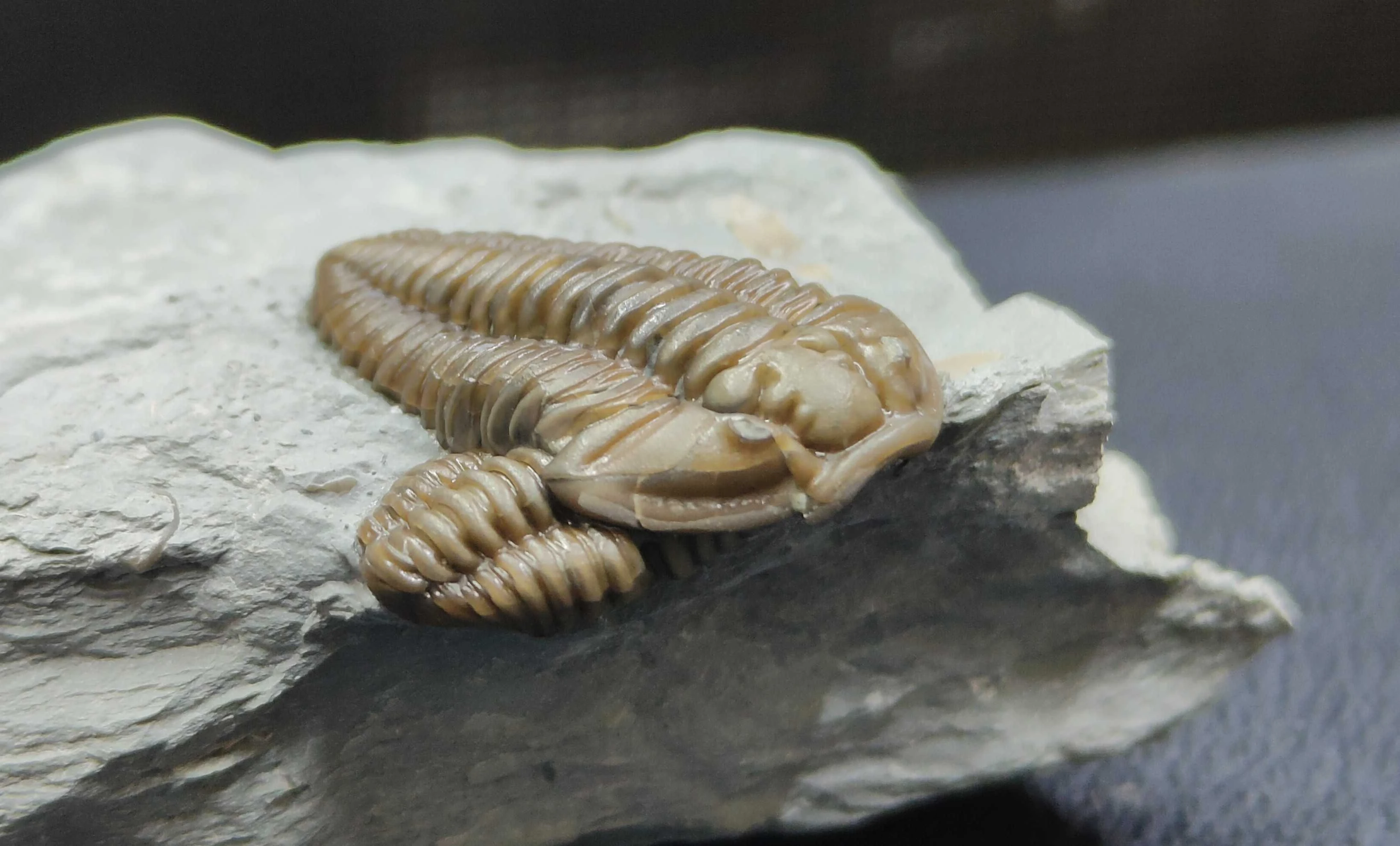 A pair of Flexicalymene retrorsa trilobites, found by Jacob Music