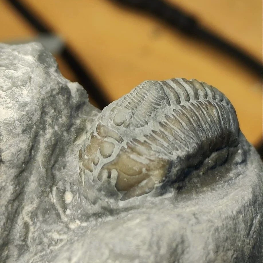 A trilobite partially exposed in the surrounding rock